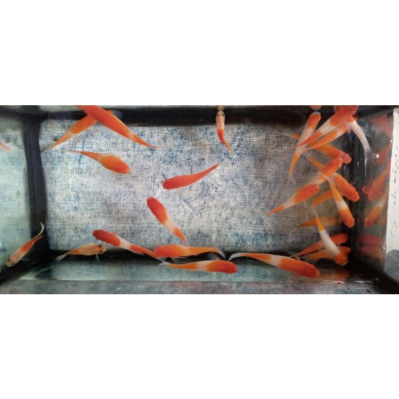 

Ikan Platy Platty Santa Klaus