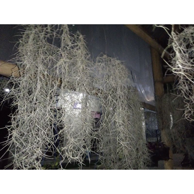 JENGGOT DEWA/JENGGOT MUSA