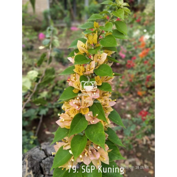 Bibit bougenville Singapore kuning ori