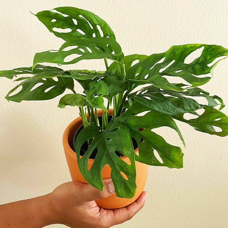 Tanaman hias monstera janda bolong ukuran besar rimbun - monstera janda bolong Adansonii