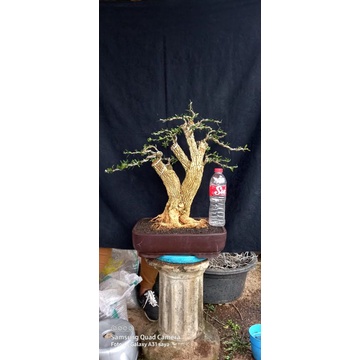 bonsai boxus bonggol besar..