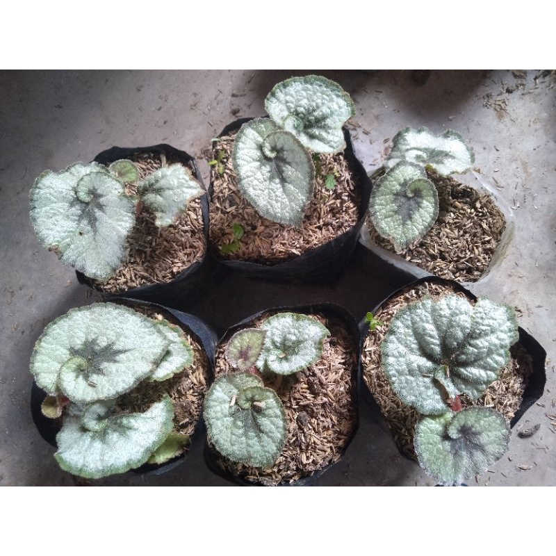 Tanaman Hias Begonia Rex Keong Escargot