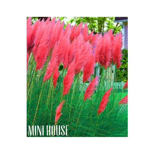 BIJI BIBIT BENIH PAMPAS GRASS