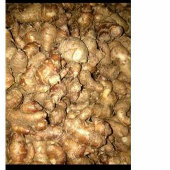 

kencur kencur segar 250 gram 500gram