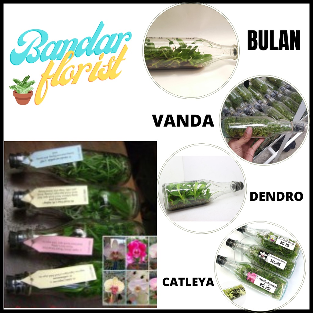 bibit tanaman hias anggrek -anggrek botol -bibit anggrek dalam botol  bulan/vanda/dendro/catleya
