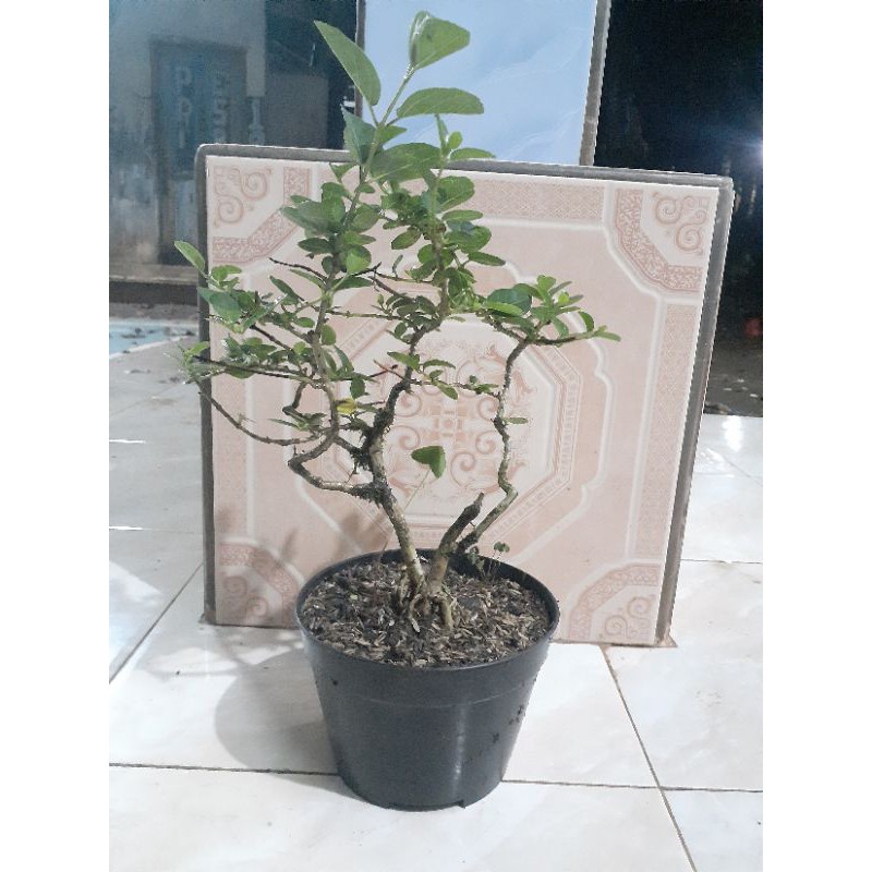Tanaman Bonsai sancang - Bonsai sancang Tanaman Hias