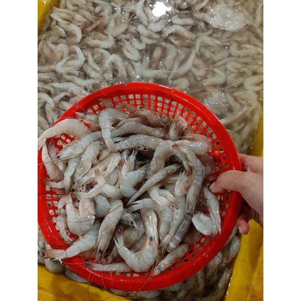 

PROMO UDANG SEGAR PANAMI SIZE 110 GARANSI