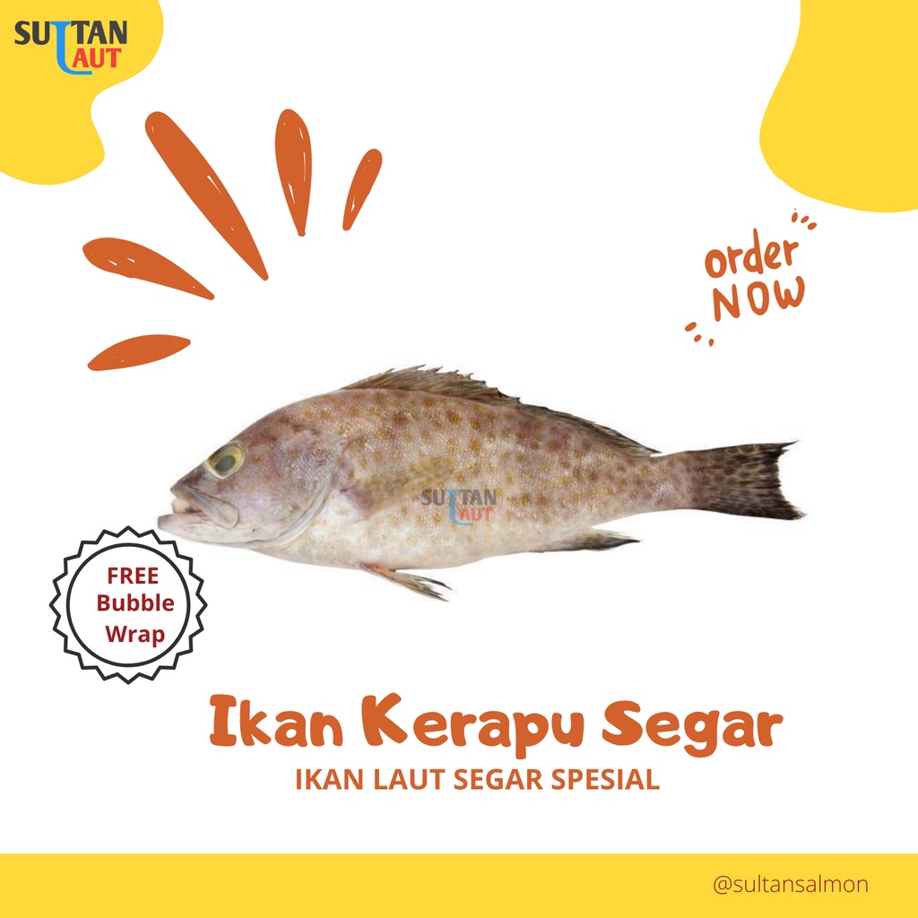 

Ikan Kerapu Grouver/Ikan Kerapu Segar Seafood - 1Kg Isi 4 Ekor Murah