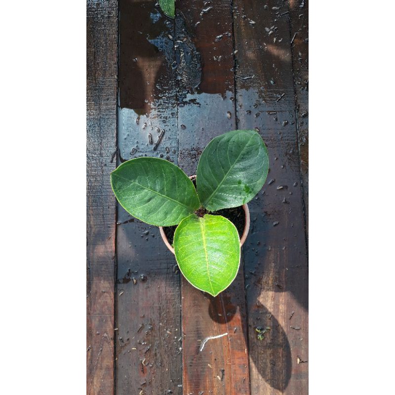 Jemani Mangkok Tornado