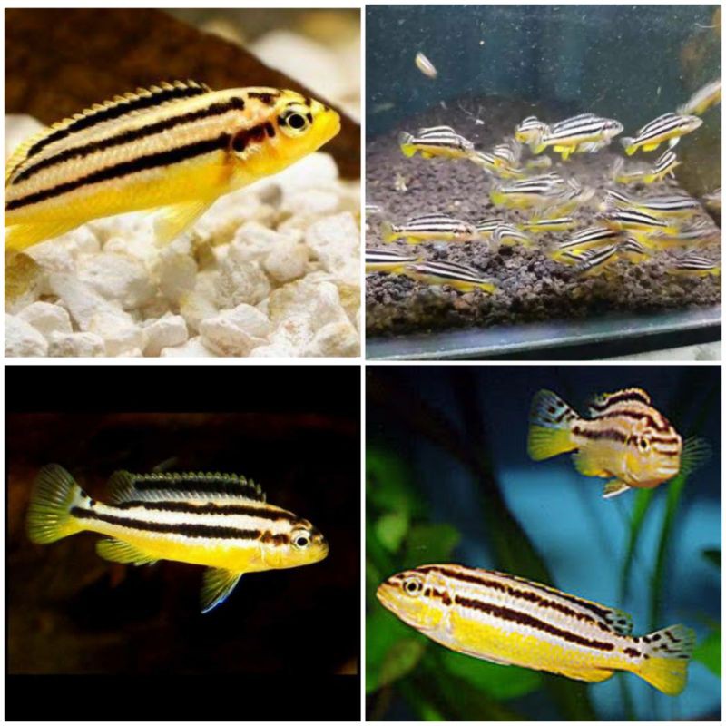 Ikan Hias Air Tawar Cichlid Niasa Cerah Lincah Hobi Aquarium Aquascap Termurah Bandung