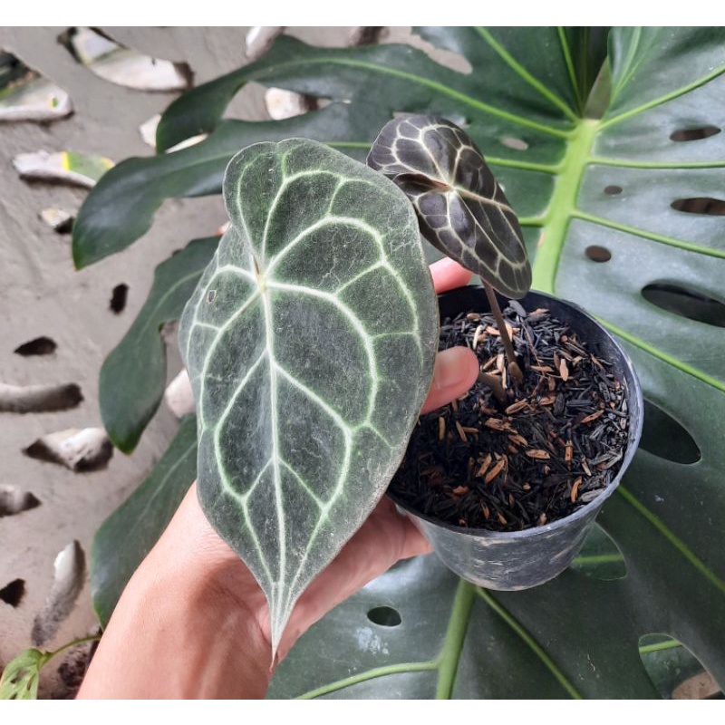 kuping gajah tarantula asli