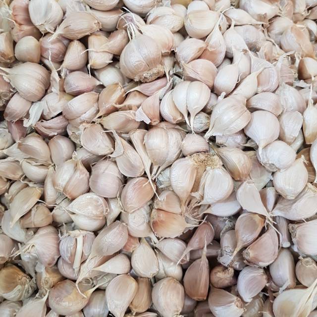 Bawang Putih Kating (1KG)