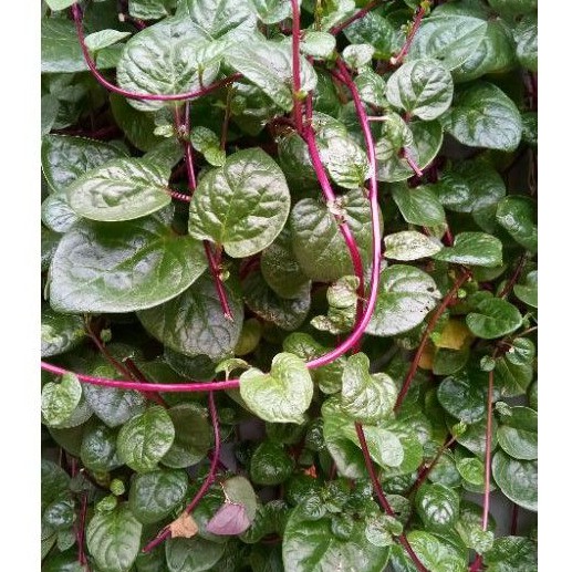 

10 Daun Binahong Merah Segar (tanpa pestisida)