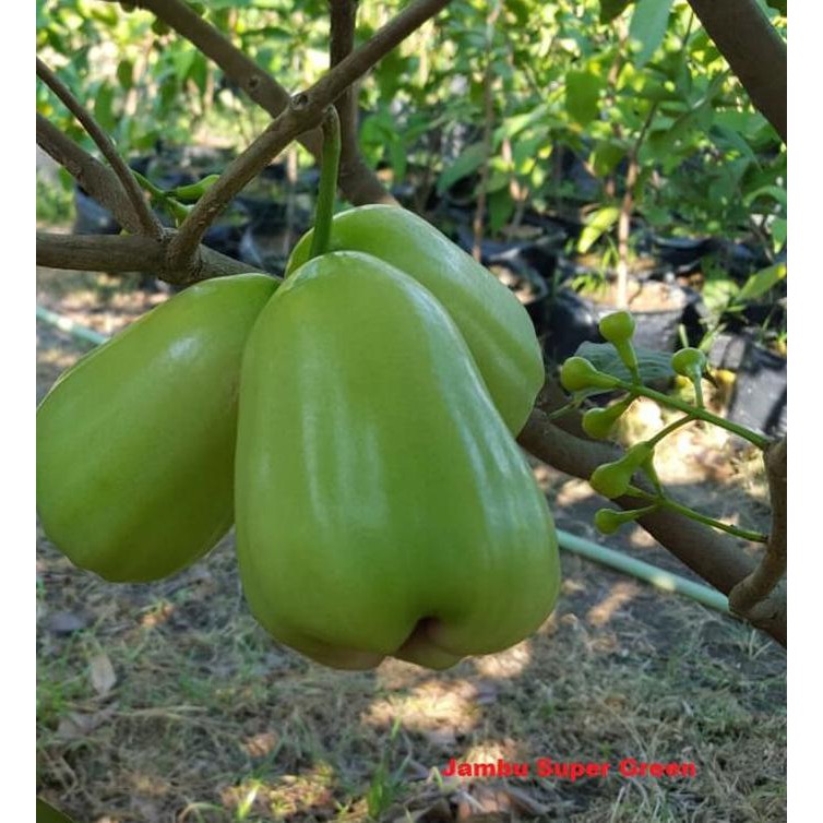 Bibit Jambu Air Taiwan Super Green