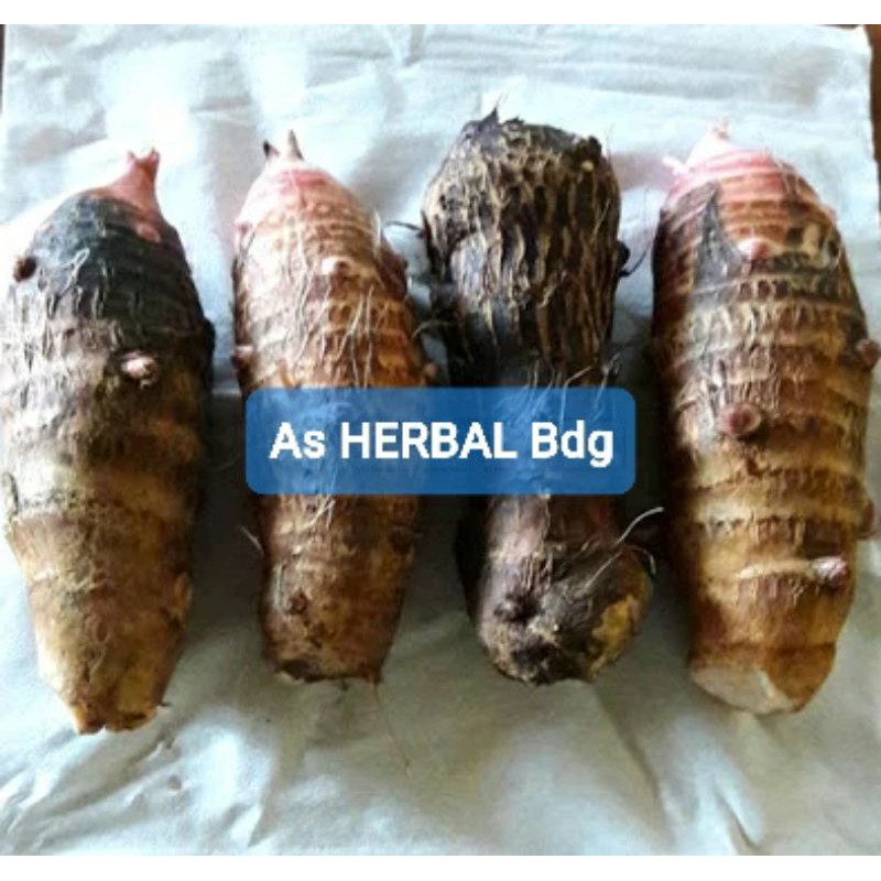 

Ubi Umbi Talas Pulen 1 Kg / umbi langka-az