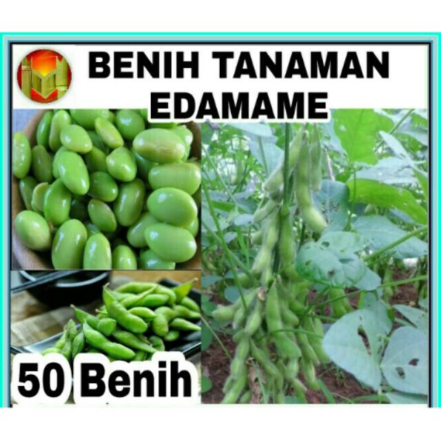 Benih Kedelai Edamame Benih Edamame Kedelai Hijau Green Soybeans Biji Edamame Kedelai Edamame Shopee Indonesia