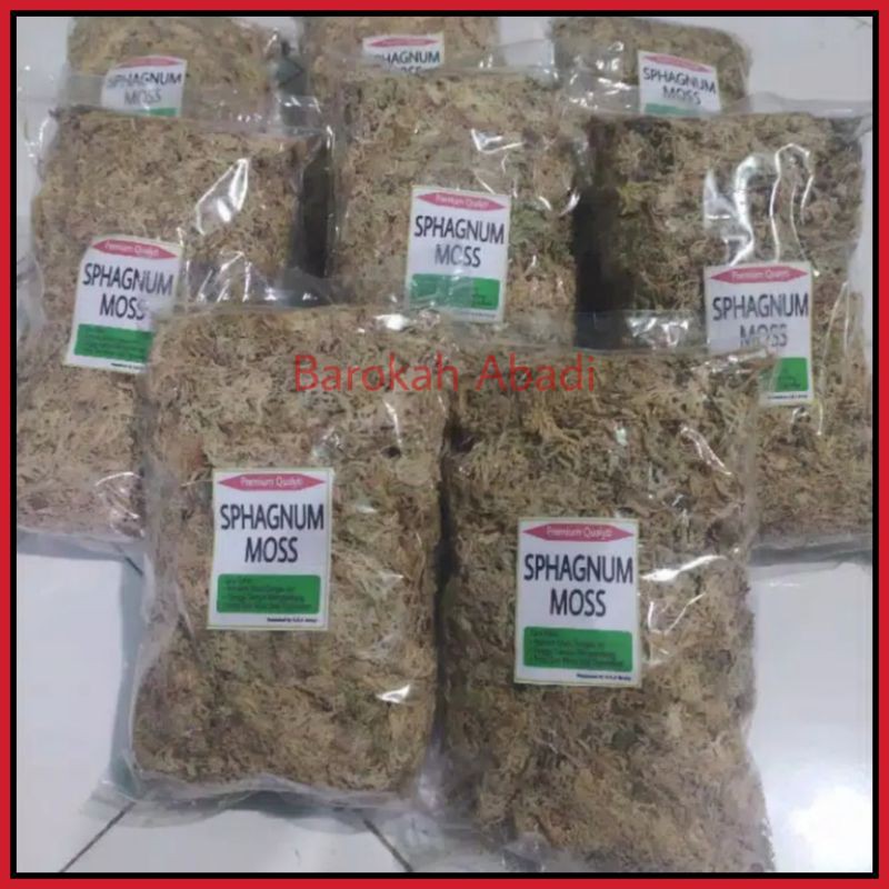 Spagnumm moss putih premium chili original- spagnum moss -carnivora plant - spaghnum moss anggrek