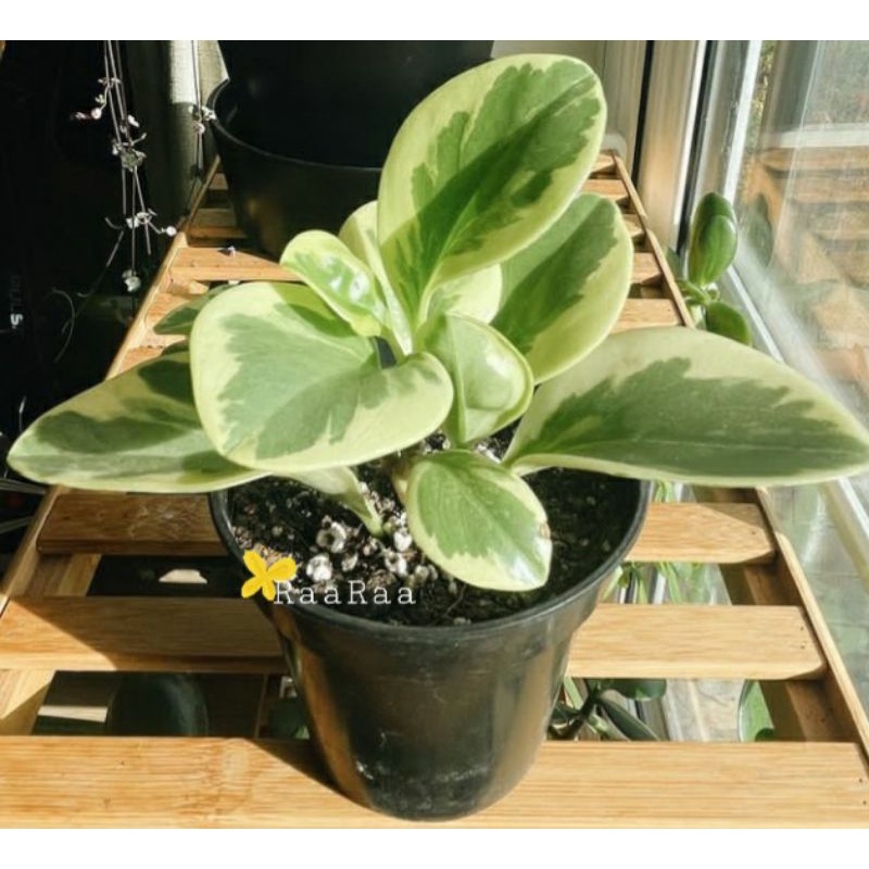 Peperomia obtusifolia varigata/ peperomia varigata/karet bayi