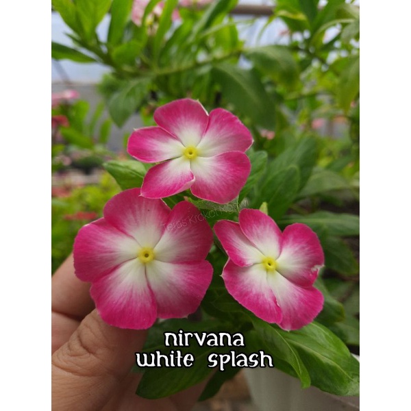 Biji Vinca Nirvana White Splash