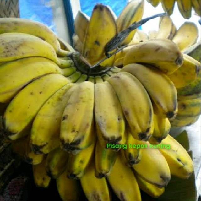 Jual Pisang Kepok Kuning Shopee Indonesia 