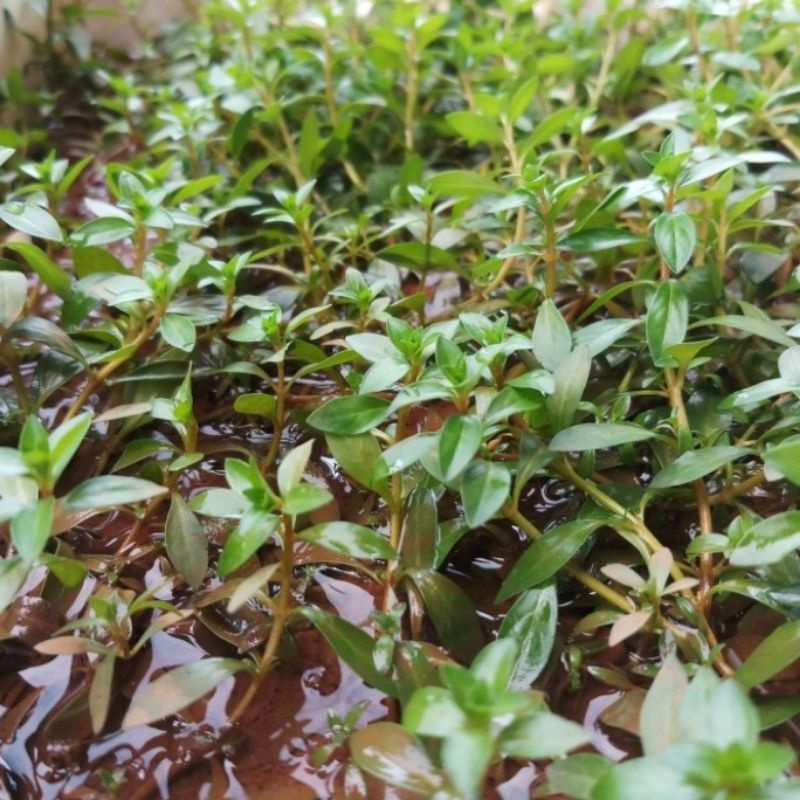 Ludwigia Brevipes Tanaman Aquascape