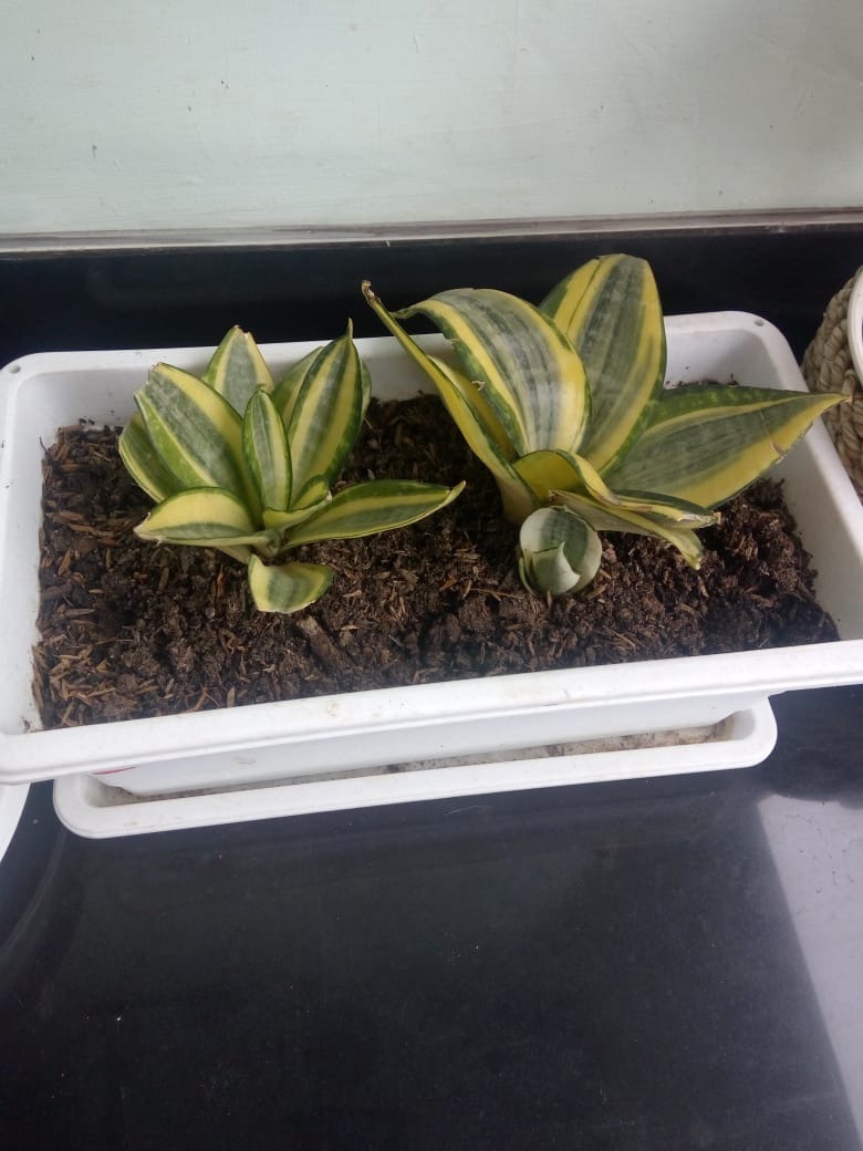 Aglaonema Butterfly - Bibit Aglaonema - Aglaonema - Aglonema Butterfly - Agonema - Bibit Aglonema