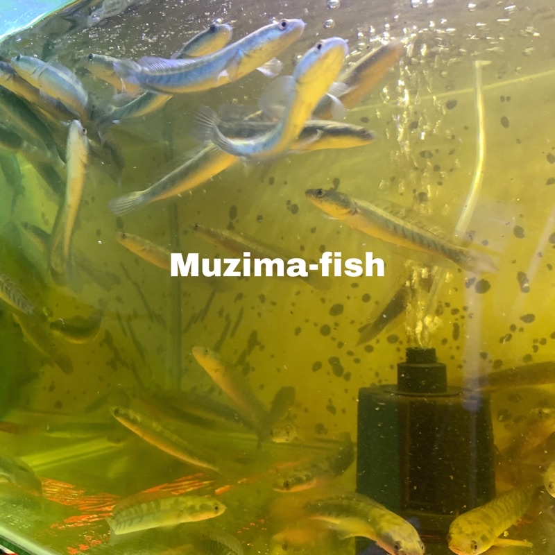 Chana Yellow Sentarum Size 8-10 cm (Bahan Progres )/ Grosir Untuk Dijual Kembali