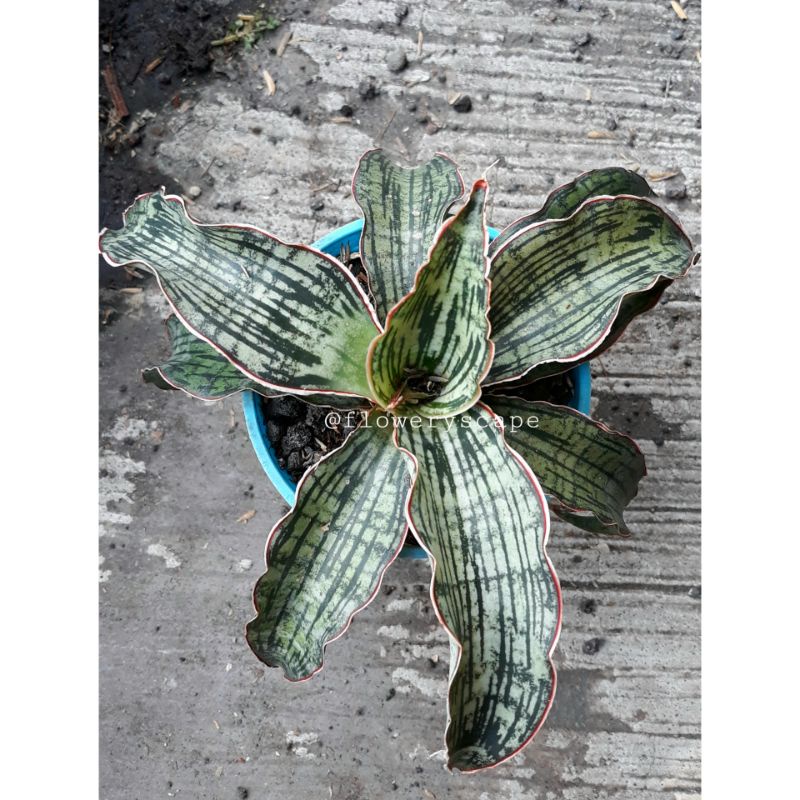 Sansevieria Cleopatra