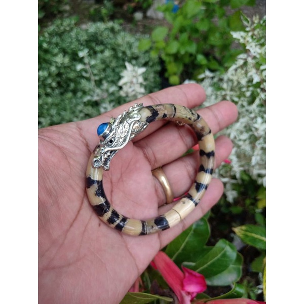 gelang akar Bahar gringsing kepala naga