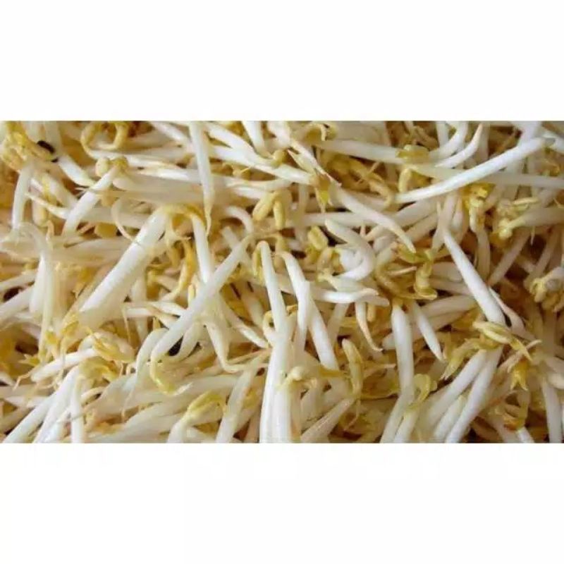 

Grosir Tauge Toge Panjang Sayur 100 gram Murah