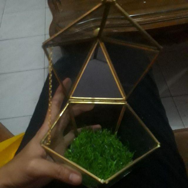 Tempat Cincin Terrarium