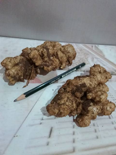

Jahe emprit segar 1kg STOK BARU setiap hari