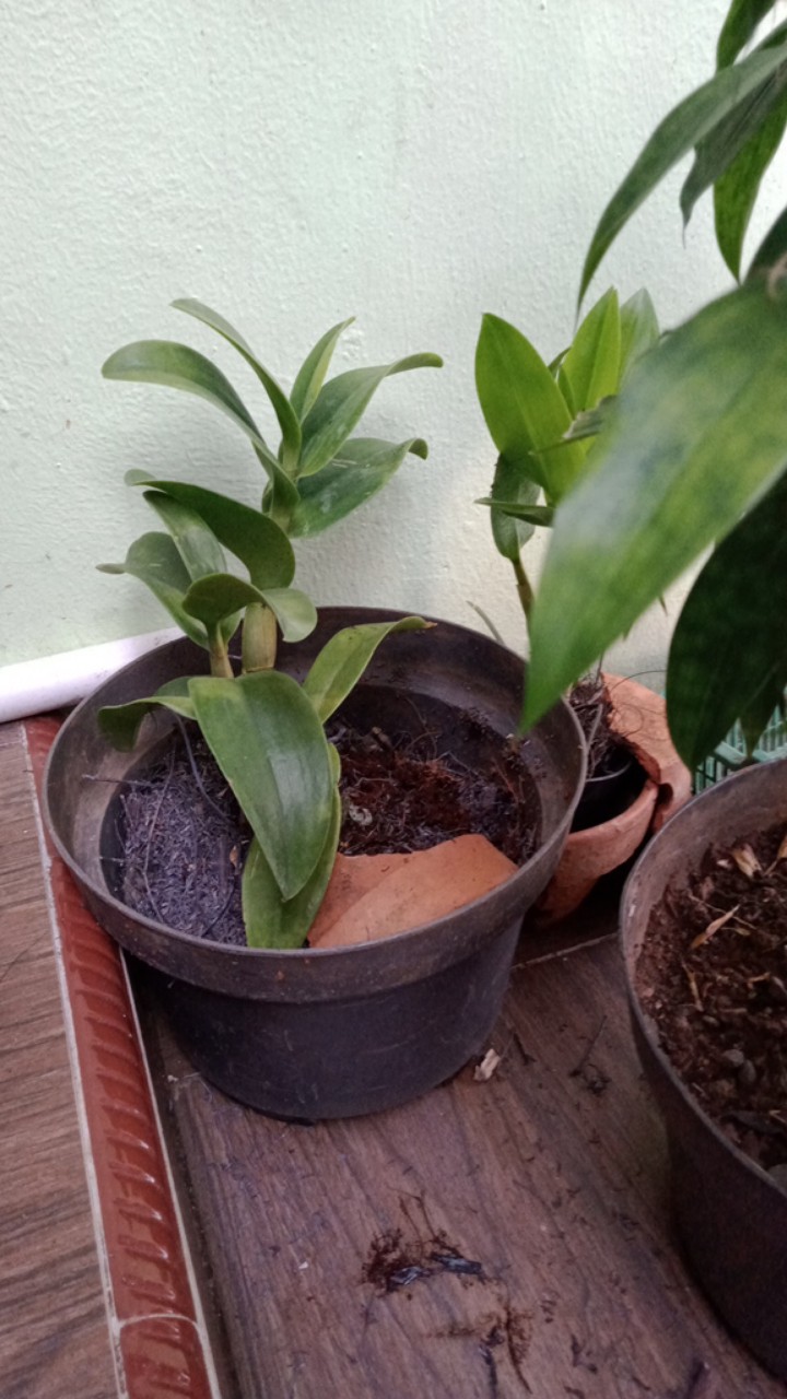 Kaliandra Media Tanam Anggrek