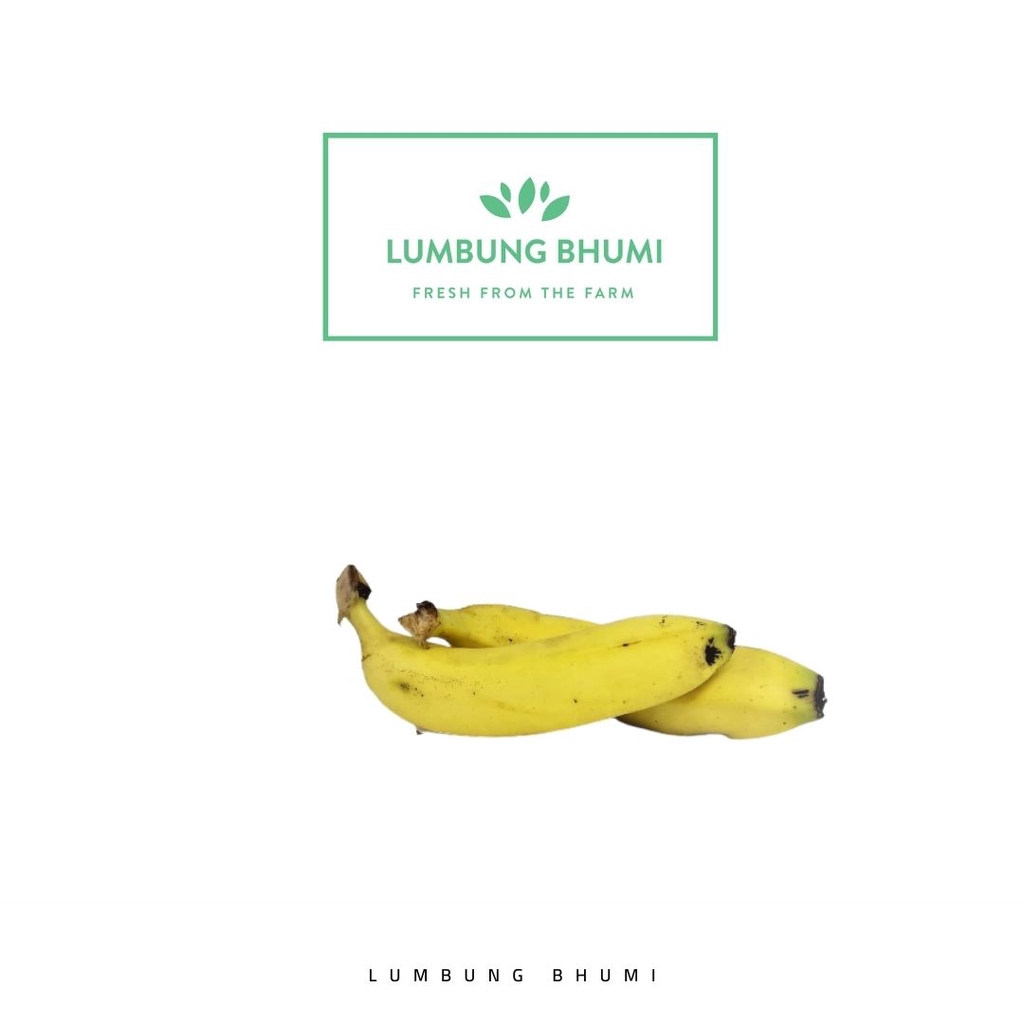 

Lumbung Bhumi - Pisang Cavendish Pretelan 200 Gr ( Buah Curah )