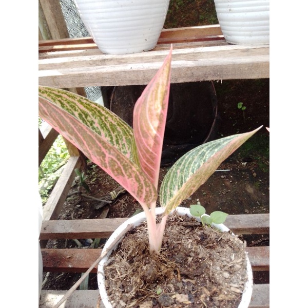 aglonema legacy mangkok merah