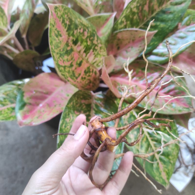 Aglonema bonggol bigroy big roy bonggol asli termurah
