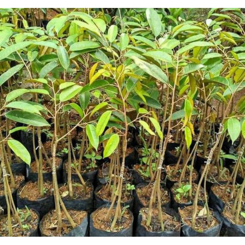 bibit durian Montong Thailand kaki 3