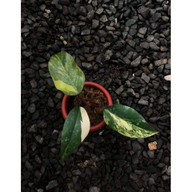 philodendron strawberry shake