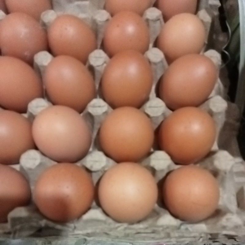 

Telur Ayam 1 kg