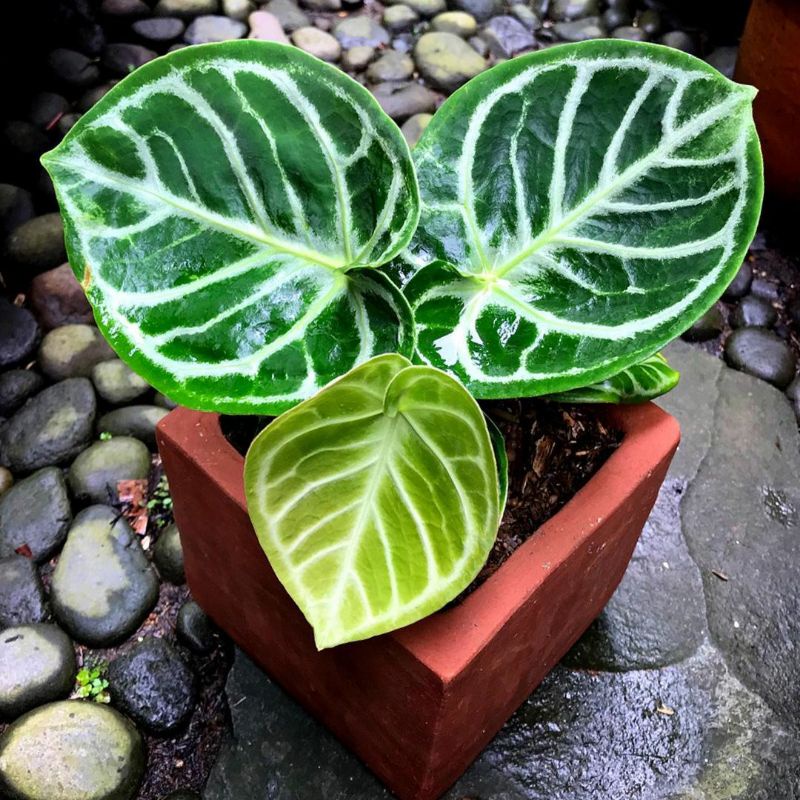 Anturium mangkok + bonus