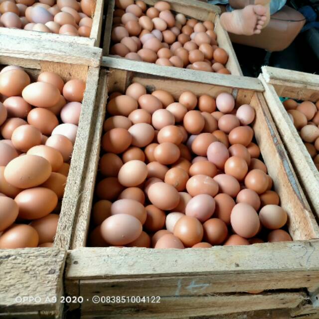 

Telur ayam Negeri Fress