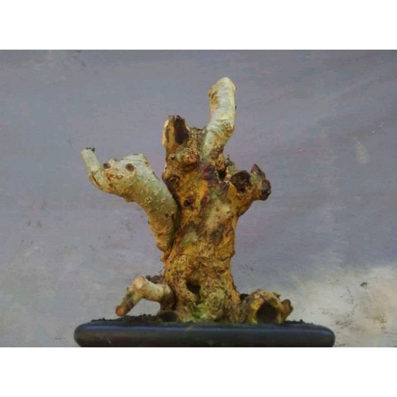 bonsai SERUT (streblus asper) bunjin