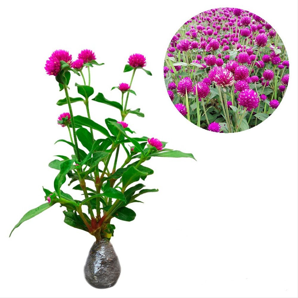 Jual Tanaman hias bunga kancing ungu - bunga ungu kecil | Shopee Indonesia