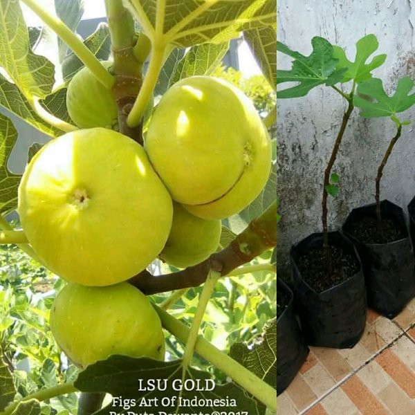 

PAKET HEMAT ISI 4 BIBIT BUAH TIN (WISATA FLORA)