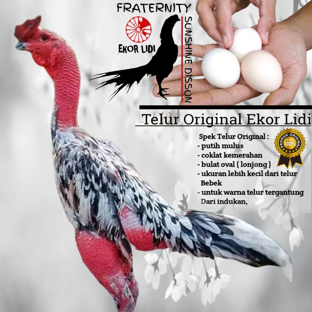 Ayam Bangkok Ekor lidi Original Blorok A 381