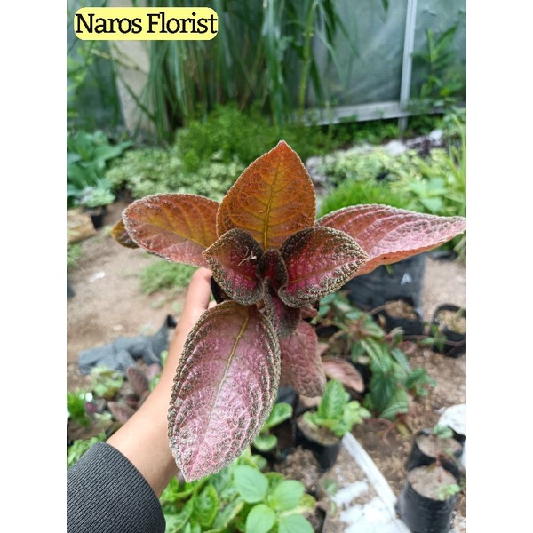 Tanaman hias Episcia Merah