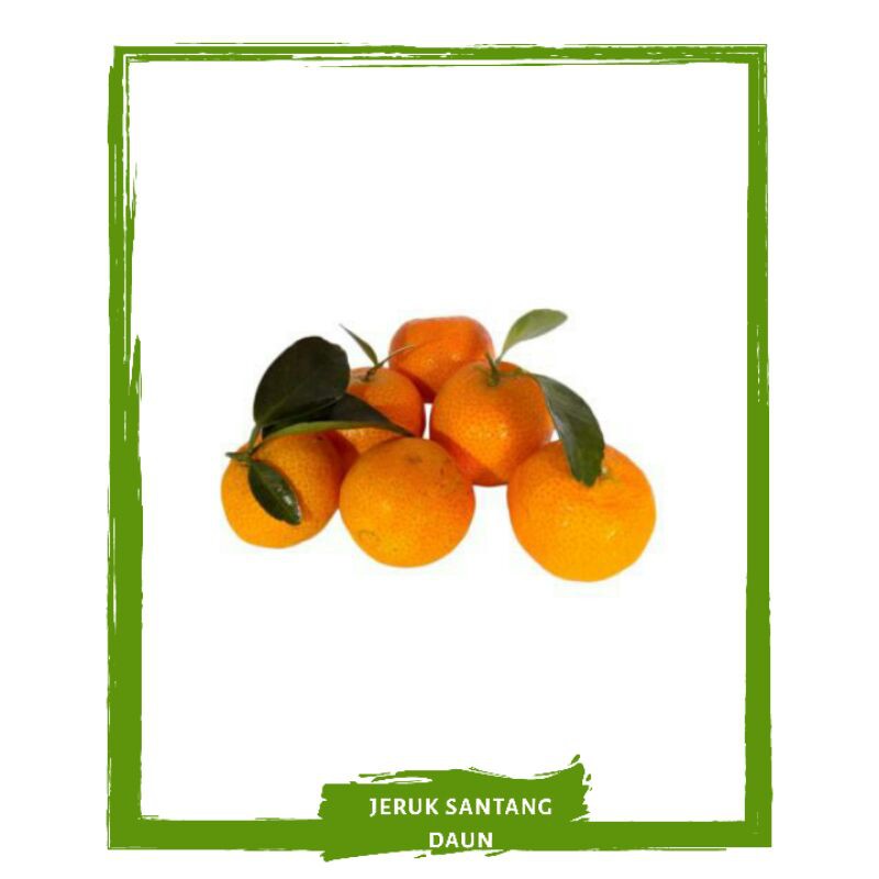 

Jeruk Santang / Shantang / Buah Buahan Segar By Mallahrizwa