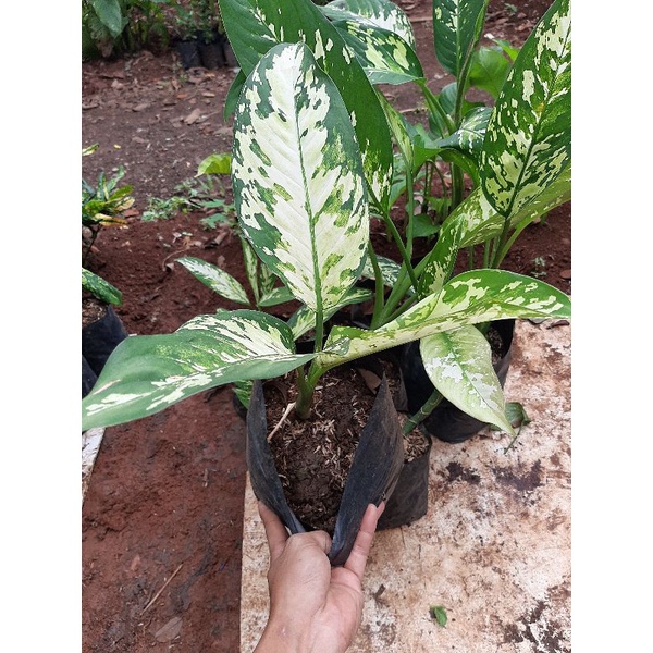 Tanaman sri rejeki army/blanceng army