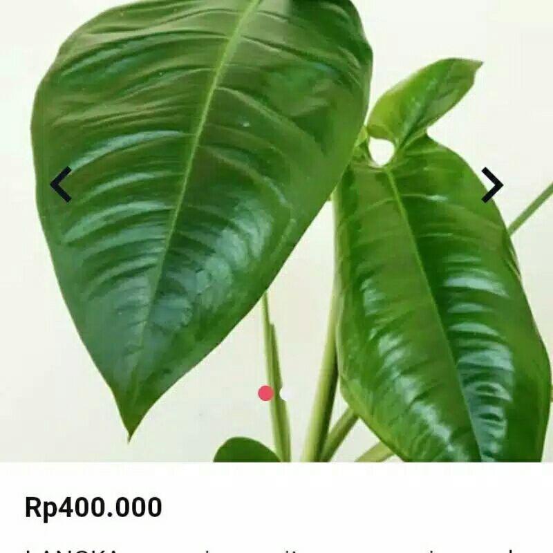 tanaman hias syngonium auritum podophylim-tanaman hias langka syngonium auritum podophylim