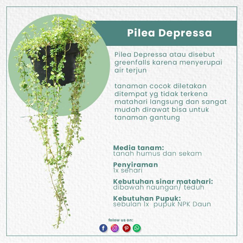 Tanaman hias gantung Pilea Depressa (greenfall)